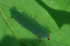 Callosamia angulifera by Michael Hodge. Used under a CC BY 2.0 license.