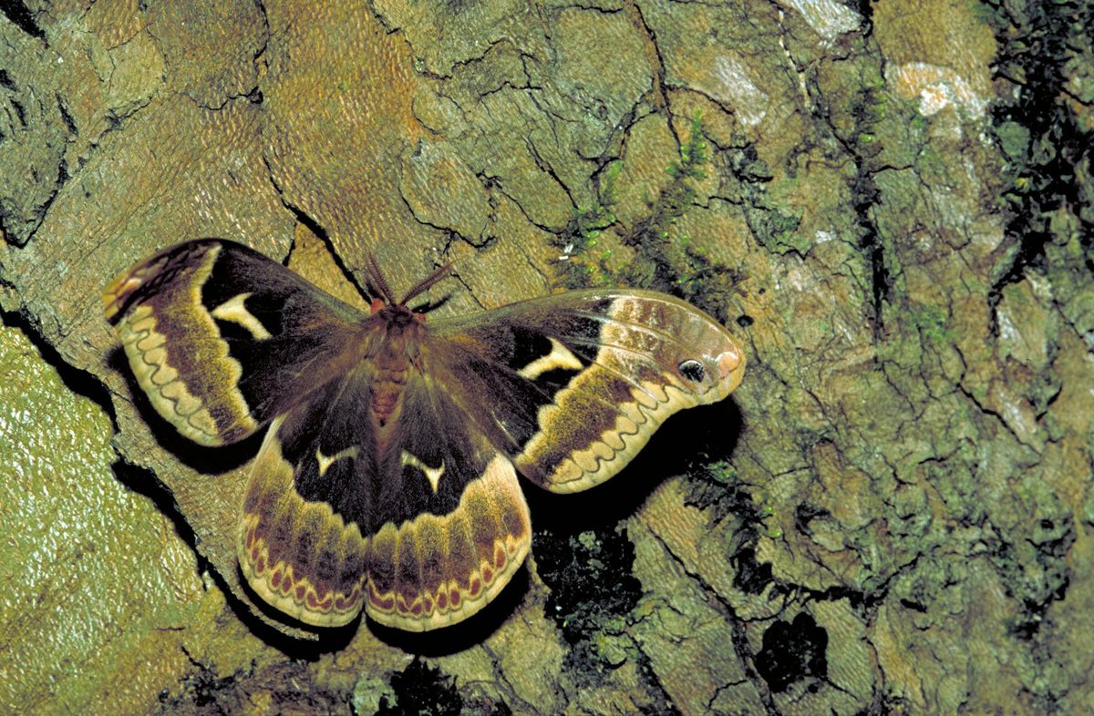 Callosamia angulifera (Tuliptree Silkmoth): Identification, Facts, and ...