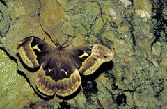 Callosamia angulifera1 by Dr.Thomas G. Barnes. Used under a Public domain license.