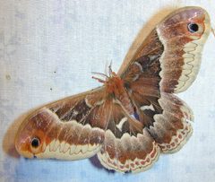 Callosamia promethea by wikipedia. Used under a Copyrighted free use license.