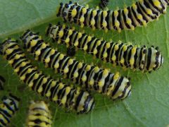 Callosamia promethea 2nd instar by Jacy Lucier. Used under a CC BY-SA 4.0 license.