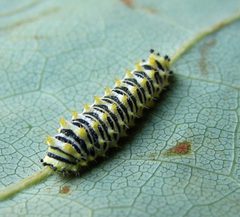 Callosamia promethea 3rd instar by Jacy Lucier. Used under a CC BY-SA 4.0 license.