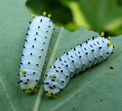 Callosamia promethea 4th instar by Jacy Lucier. Used under a CC BY-SA 4.0 license.