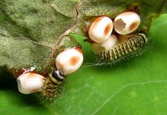 Callosamia promethea eggs and 1st instar by Jacy Lucier. Used under a CC BY-SA 4.0 license.