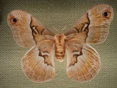 Callosamia promethea female by Skye McDavid. Used under a CC BY 4.0 license.
