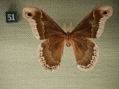 Callosamia promethea male by Skye McDavid. Used under a CC BY 4.0 license.