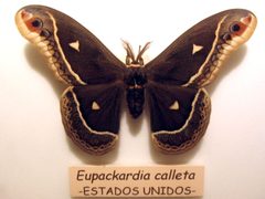 Eupackardia calleta by Fernando Lisón Martín. Used under a CC BY-SA 2.5 es license.