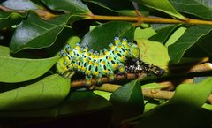 Eupackardia calleta alla terza muta by Pericallia123. Used under a CC BY 4.0 license.