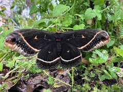 Eupackardia calleta female Beeville TX 01 by Tess Thornton. Used under a CC BY-SA 4.0 license.