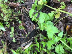 Eupackardia calleta female Beeville TX 03 by Tess Thornton. Used under a CC BY-SA 4.0 license.