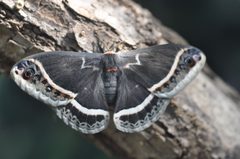 Unnow Butterfly by Secundum naturam. Used under a Public domain license.