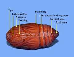 CecropiaMothLabelled by Hyalophora_cecropia_male_pupa_2,_MM.jpg: Megan McCarty
derivative work: Shyamal (talk). Used under a CC BY-SA 3.0 license.
