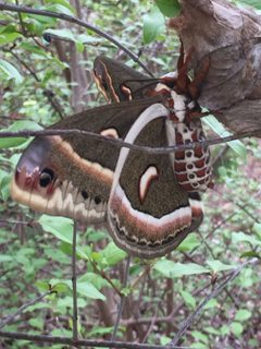 Cecropia Moth Austin TX by NCBioTeacher. Used under a CC0 license.