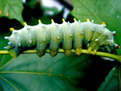Cecropia Moth caterpillar by Berksquat at English Wikipedia. Used under a Public domain license.