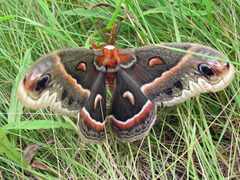Hyalophora cecropia adult by Jacy Lucier. Used under a CC BY-SA 4.0 license.