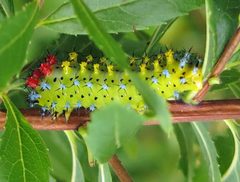 Hyalophora cecropia larva by Jacy Lucier. Used under a CC BY-SA 4.0 license.