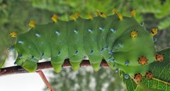 Hyalophora cecropia mature larva by Jacy Lucier. Used under a CC BY-SA 4.0 license.