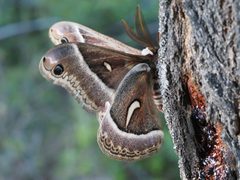 Hyalophora euryalus 285380046 by Nathan Earley. Used under a CC BY 4.0 license.