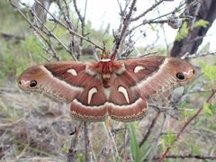 Hyalophora euryalus 320975204 by Aiva Noringseth. Used under a CC BY 4.0 license.