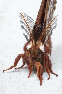 Hyalophora euryalus 352710001 by Madeleine Claire. Used under a CC BY 4.0 license.