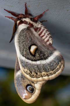 Hyalophora gloveri 216102447 by Ben Smith. Used under a CC BY 4.0 license.