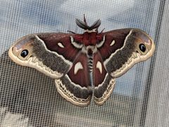 Hyalophora gloveri 292353339 by Matthew Gerke. Used under a CC BY 4.0 license.
