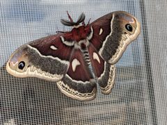 Hyalophora gloveri 292353518 by Matthew Gerke. Used under a CC BY 4.0 license.