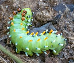Hyalophora gloveri 307426512 by Jesse Rorabaugh. Used under a CC0 license.