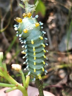 Hyalophora gloveri 311248853 by John Gaskin. Used under a CC0 license.