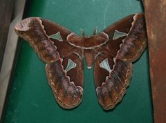 Rothschildia orizaba 1 by Franz Xaver. Used under a CC BY-SA 4.0 license.