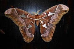 Rothschildia orizaba meridana by Kristof Zyskowski &amp; Yulia Bereshpolova. Used under a CC BY 2.0 license.