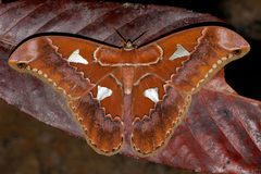 Rothschildia orizaba peruviana by Kristof Zyskowski &amp; Yulia Bereshpolova. Used under a CC BY 2.0 license.