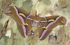 Saturnidae - Samia cynthia by Hectonichus. Used under a CC BY-SA 4.0 license.