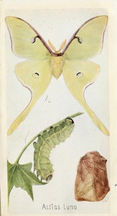Actias Luna Fieldbookofinsec00lutz 0195 by Edna Libby Beutenmuller. Used under a Public domain license.