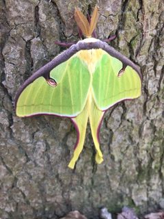 Luna Moth Durham NC by NCBioTeacher. Used under a CC0 license.