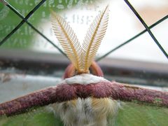 Luna moth02 800x600 by Mike McCaffrey.

Original uploader was Mccaffry at en.wikipedia. Used under a CC BY-SA 3.0 license.
