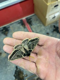Agapema homogena 141474256 by CK Kelly. Used under a CC BY 4.0 license.