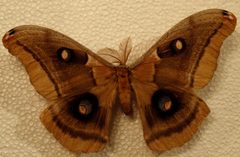 Antheraea oculea m by JohnSka. Used under a CC BY-SA 3.0 license.