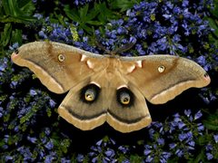 Antheraea polyphemus - Polyphemus Moth by Ilona Loser. Used under a CC BY-SA 4.0 license.