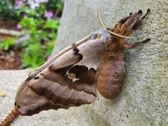 Antheraea polyphemus 365437343 by Will Kuhn. Used under a CC BY 4.0 license.