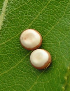 Antheraea polyphemus eggs by Jacy Lucier. Used under a CC BY-SA 4.0 license.