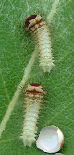 Antheraea polyphemus larva 1 by Jacy Lucier. Used under a CC BY-SA 4.0 license.
