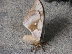 Antheraeapolyphemusfemale by RebelAt at en.wikipedia. Used under a Public domain license.