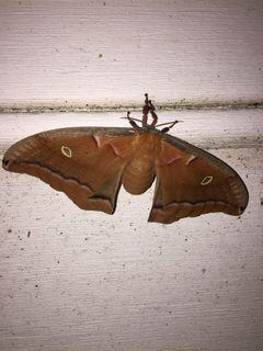 Polyphemus Moth Durham NC by NCBioTeacher. Used under a CC0 license.
