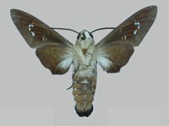 Aellopos clavipes clavipes BMNHE273145 male un by The Trustees of the Natural History Museum, London. Used under a CC BY 3.0 license.