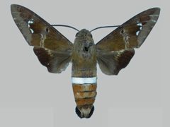 Aellopos clavipes clavipes BMNHE273145 male up by The Trustees of the Natural History Museum, London. Used under a CC BY 3.0 license.