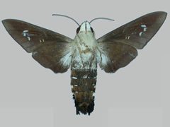 Aellopos clavipes clavipes BMNHE273146 female un by The Trustees of the Natural History Museum, London. Used under a CC BY 3.0 license.