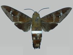 Aellopos clavipes clavipes BMNHE273146 female up by The Trustees of the Natural History Museum, London. Used under a CC BY 3.0 license.