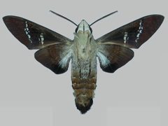 Aellopos fadus BMNHE273151 male un by The Trustees of the Natural History Museum, London. Used under a CC BY 3.0 license.