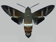 Aellopos fadus BMNHE273151 male up by The Trustees of the Natural History Museum, London. Used under a CC BY 3.0 license.